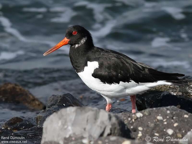 Eurasian Oystercatcheradult post breeding, identification