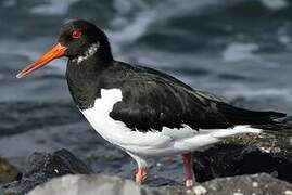 Eurasian Oystercatcher