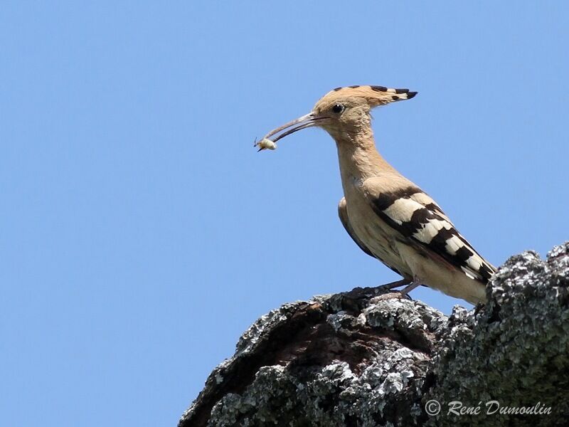 Huppe fasciéeadulte, identification