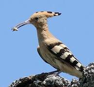 Eurasian Hoopoe