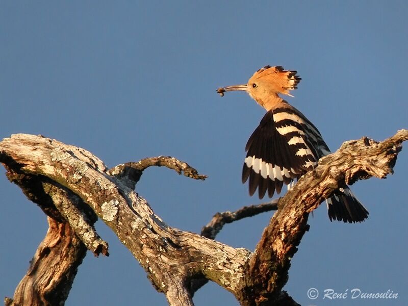 Eurasian Hoopoeadult, identification