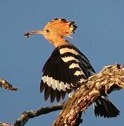 Eurasian Hoopoe