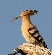 Eurasian Hoopoe