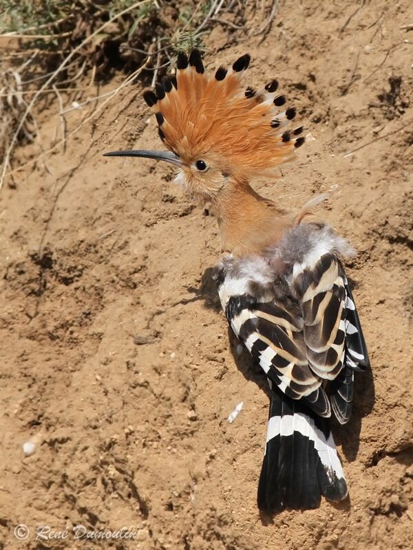 Huppe fasciéeadulte, identification