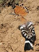 Eurasian Hoopoe