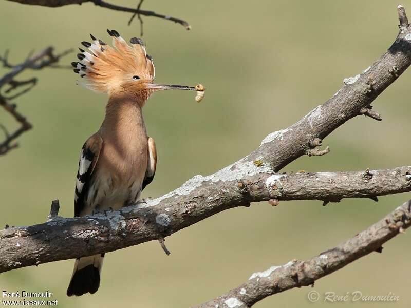 Huppe fasciéeadulte, identification, régime, Nidification