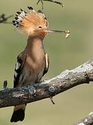 Eurasian Hoopoe