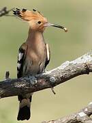 Eurasian Hoopoe