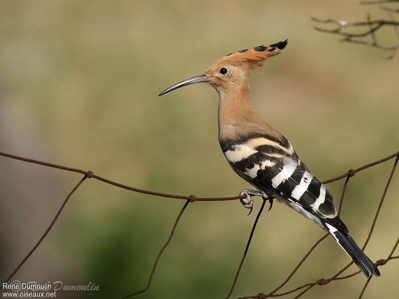 Huppe fasciéeadulte nuptial, identification