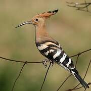 Eurasian Hoopoe