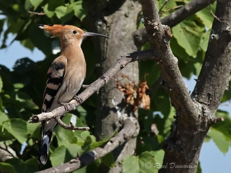 Huppe fasciée, identification