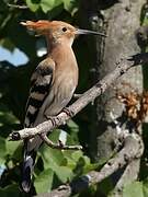 Eurasian Hoopoe