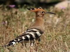 Eurasian Hoopoe