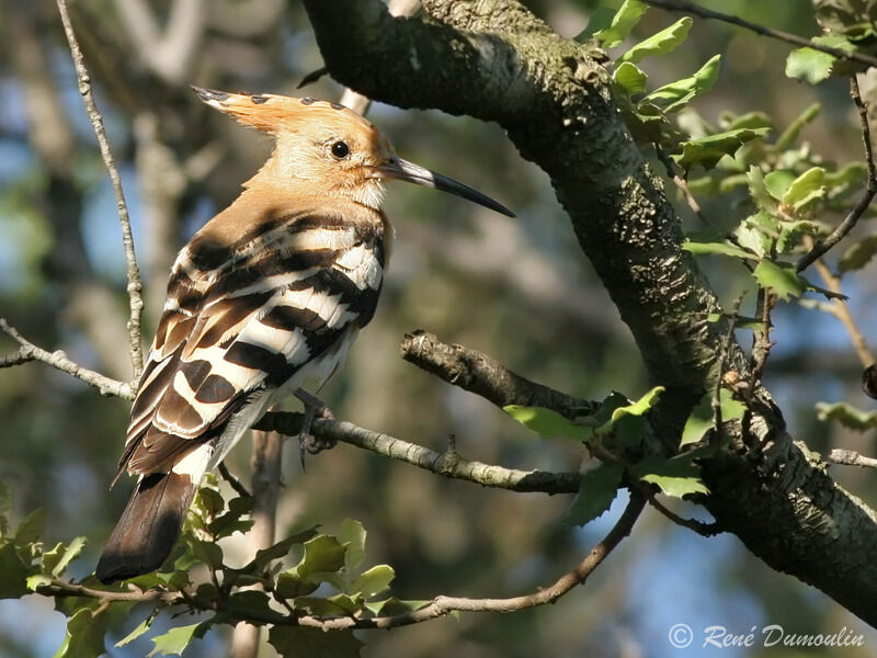 Huppe fasciéeadulte, identification