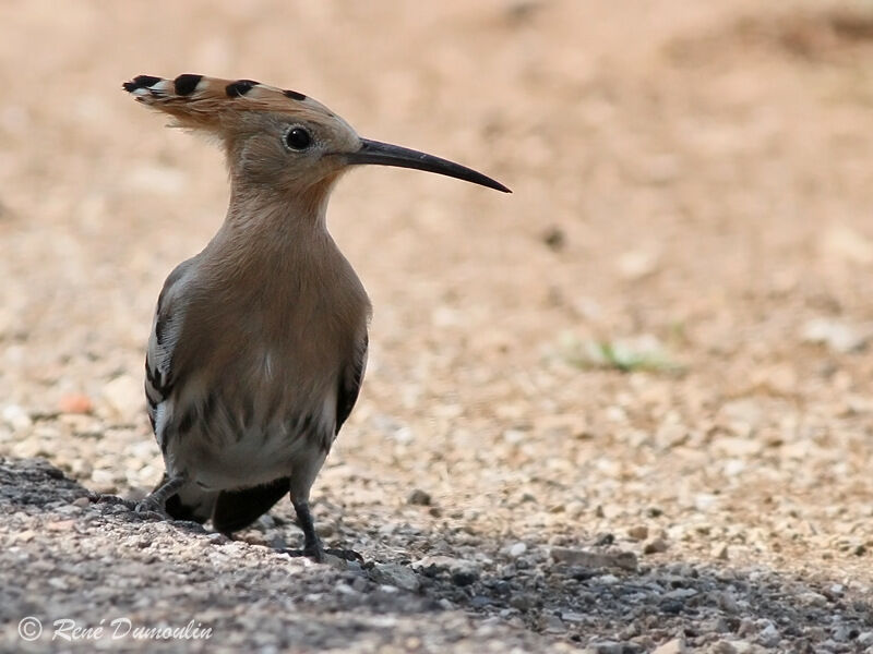 Eurasian Hoopoe