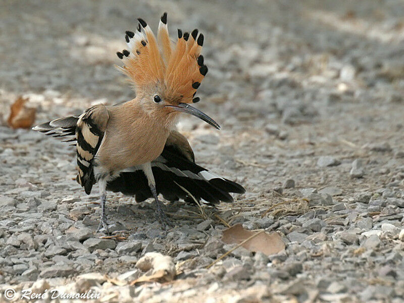 Eurasian Hoopoe