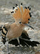 Eurasian Hoopoe