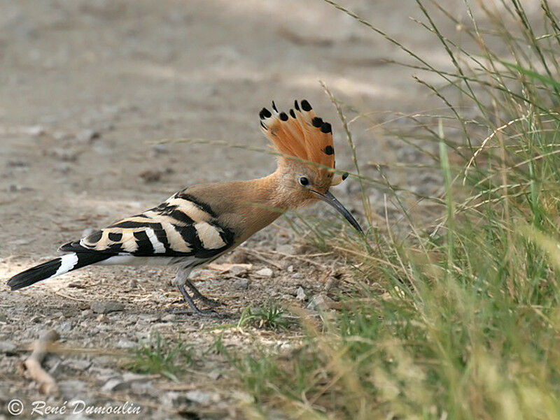 Eurasian Hoopoe