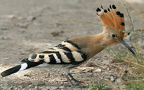 Eurasian Hoopoe