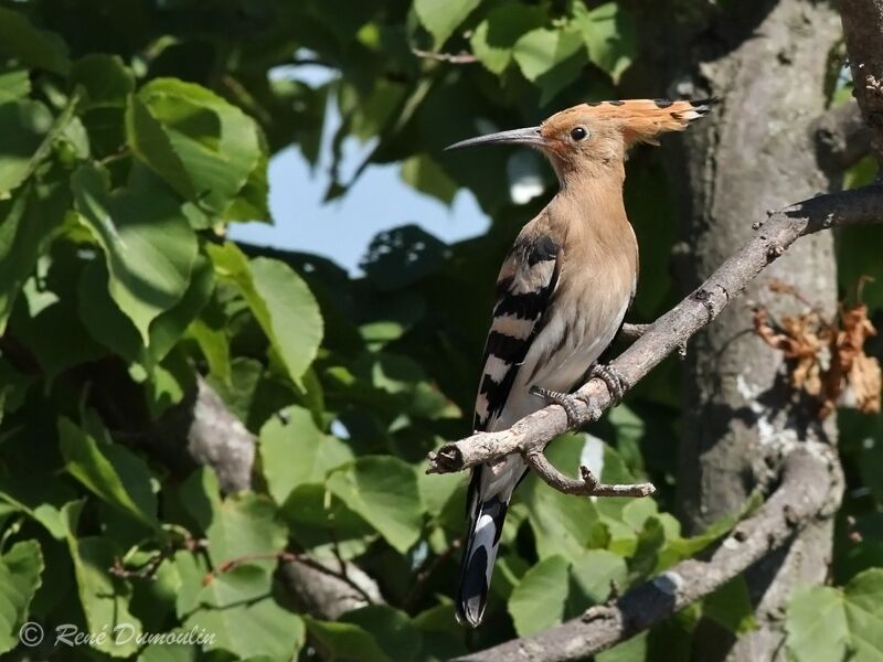 Huppe fasciée, identification