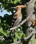 Eurasian Hoopoe