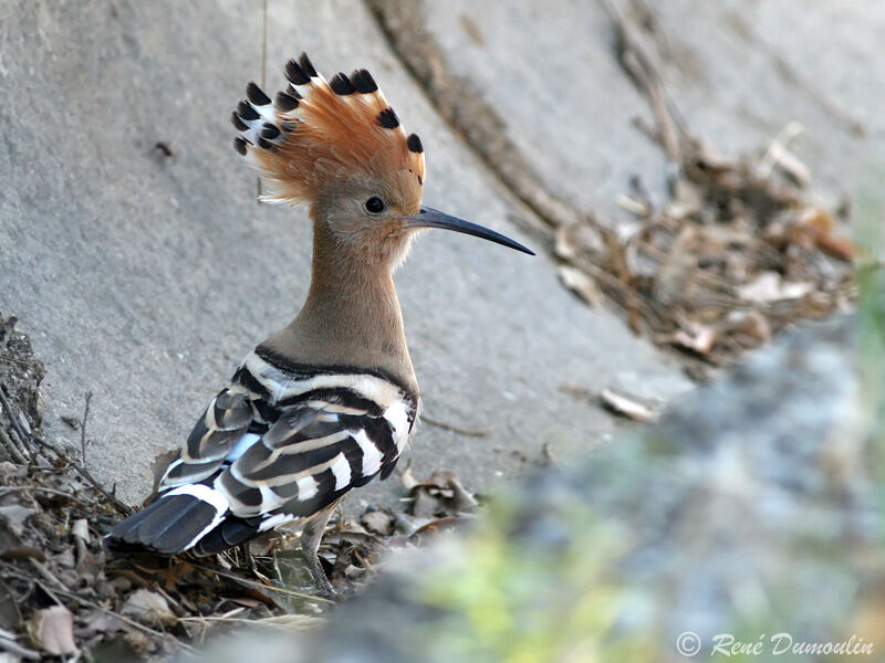 Eurasian Hoopoeadult