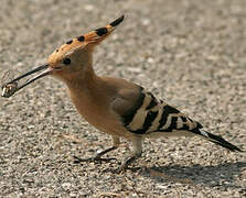 Eurasian Hoopoe