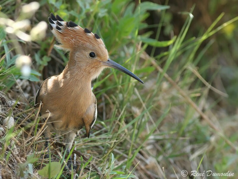 Eurasian Hoopoeadult