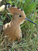 Eurasian Hoopoe