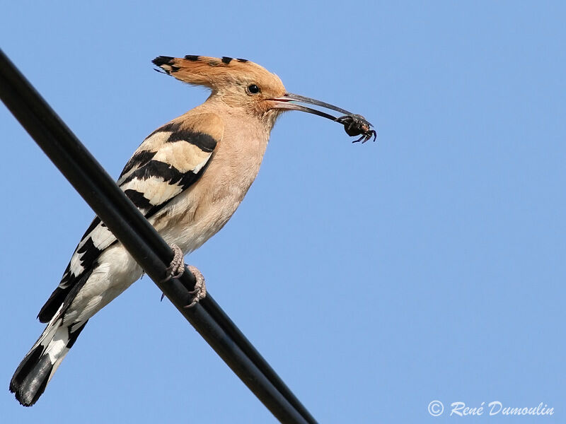 Eurasian Hoopoeadult, identification, feeding habits