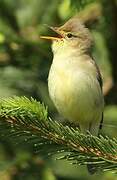 Melodious Warbler