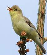 Melodious Warbler