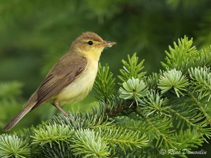 Hypolaïs polyglotteadulte, identification