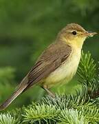 Melodious Warbler