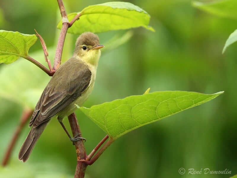 Melodious Warbler male adult, identification