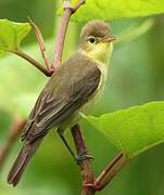 Melodious Warbler