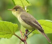 Melodious Warbler