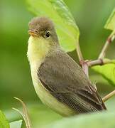 Melodious Warbler