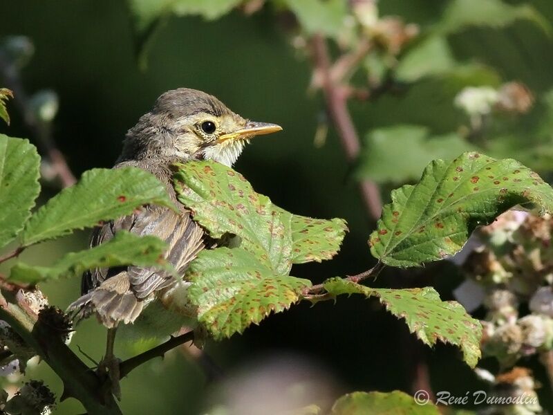 Melodious Warblerjuvenile, identification