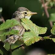 Melodious Warbler