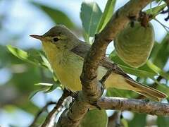 Melodious Warbler