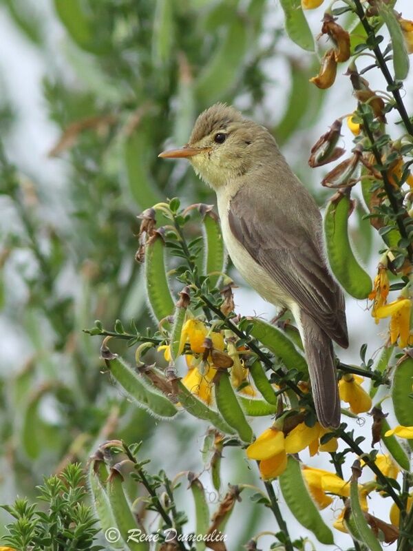 Melodious Warbler male adult breeding, identification