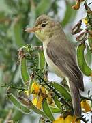 Melodious Warbler