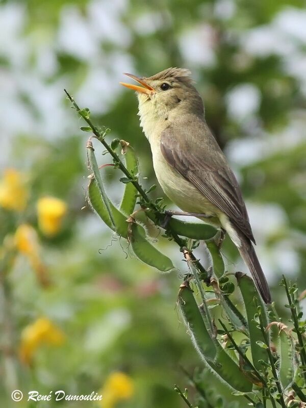 Melodious Warbler male adult breeding, identification, song