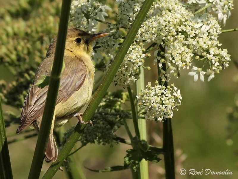 Melodious Warbleradult, identification