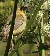 Melodious Warbler