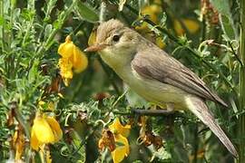 Melodious Warbler