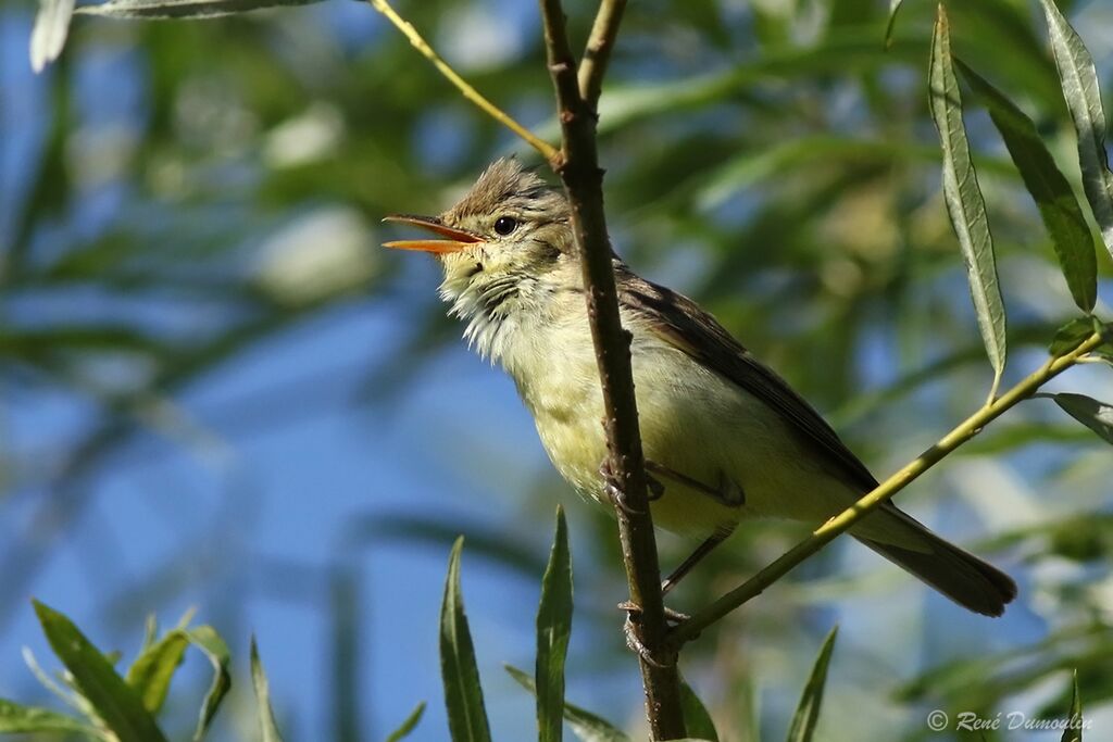 Melodious Warbler male adult breeding, identification, song