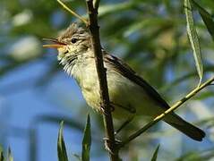 Melodious Warbler