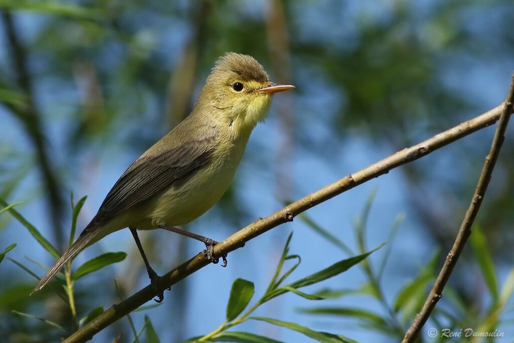 Melodious Warbler male adult breeding, identification